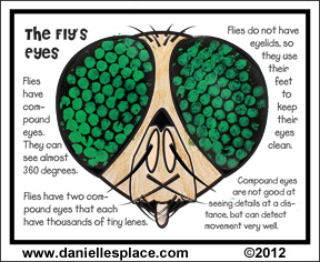 The Fly's Eyes - Compound Eyes Bubble Wrap Activity Sheet