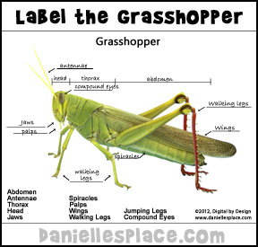 "Label the Parts" Printable Grasshopper Photograph